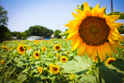 17th Annual Sunflower Trail And Festival To Be Held In Gilliam